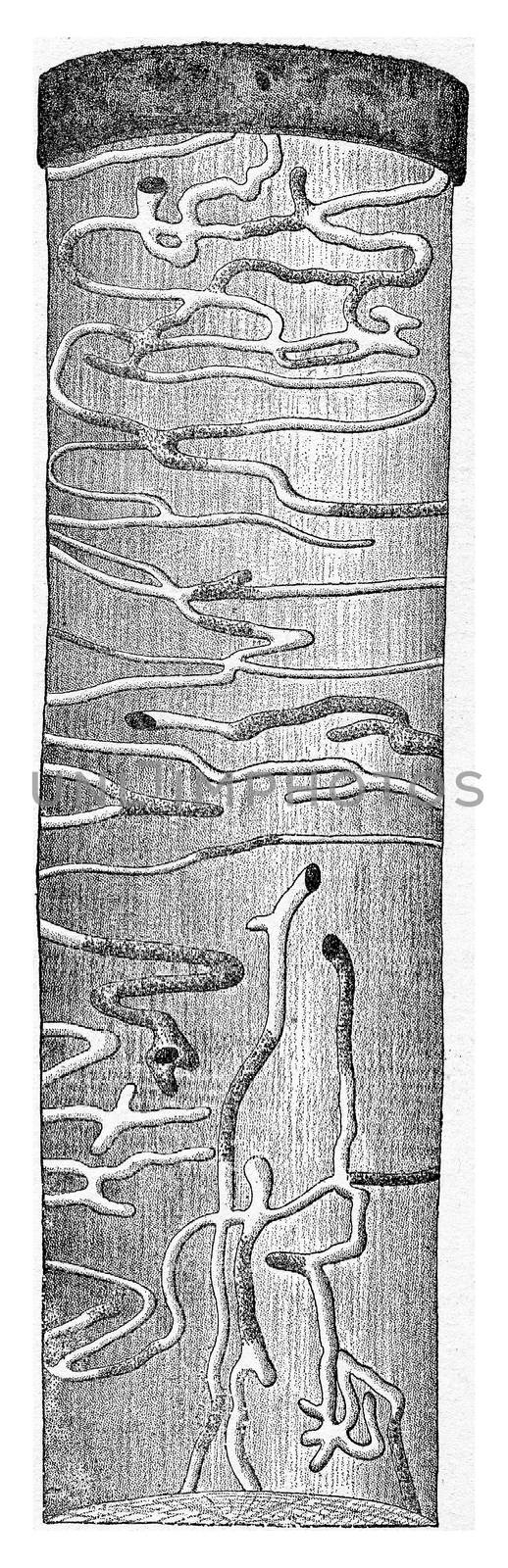 Trunk spruce presenting the Molorchus minor larval galleries, vintage engraved illustration.
