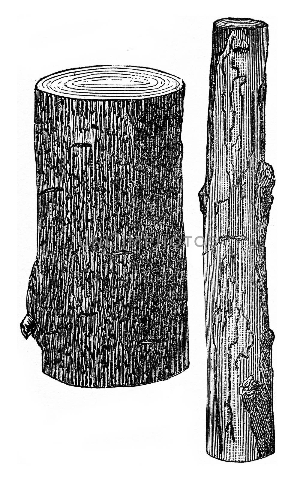 Damage products on the Oak by the Scolytus intricatus, vintage engraved illustration.
