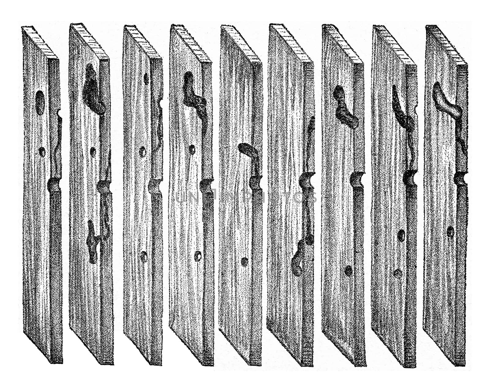 Radial sections of pine wood, showing the path of Hylesinus mino by Morphart