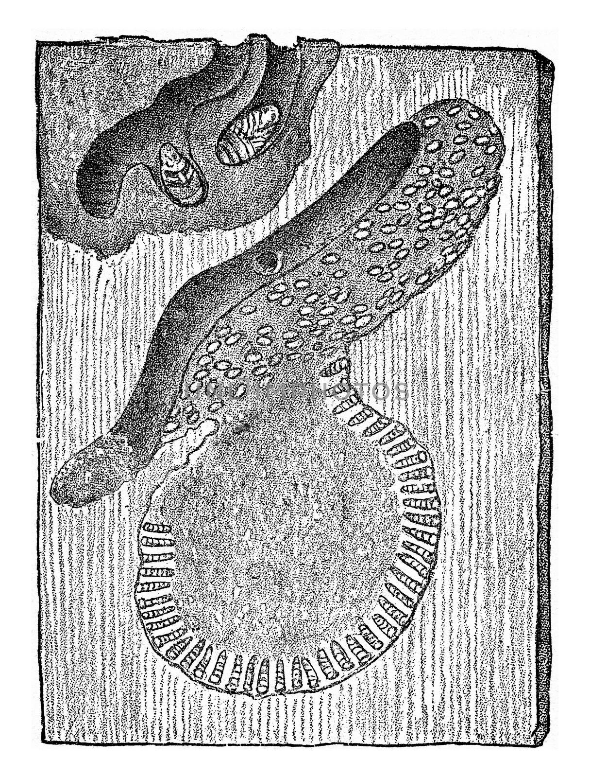Hylesinus micans, vintage engraved illustration.
