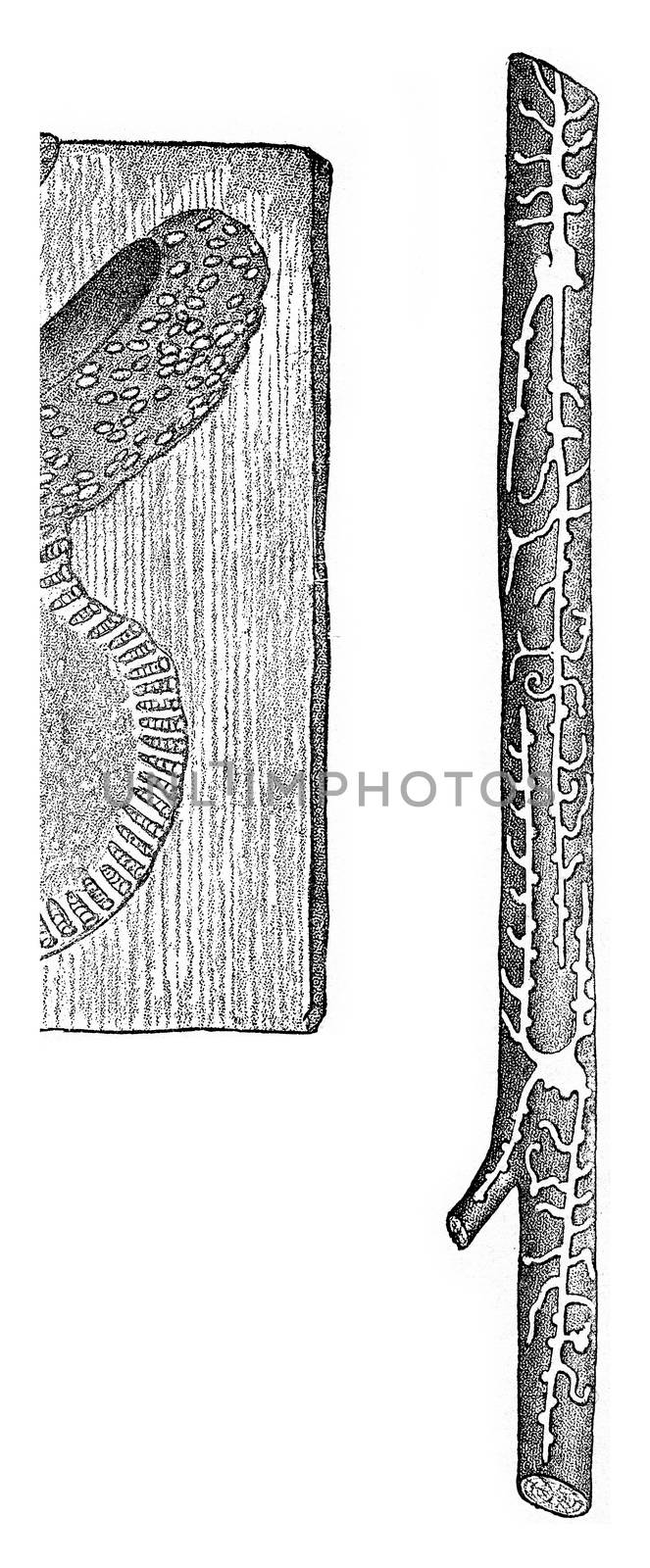 Galleries of Hylesinus minimus on Pin, vintage engraved illustration.
