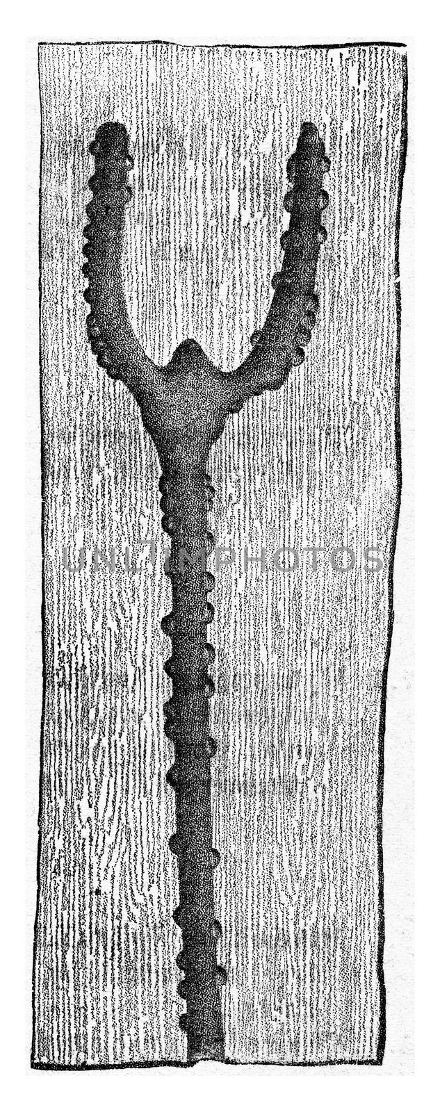 Tomicus sexdentatus, vintage engraved illustration.
