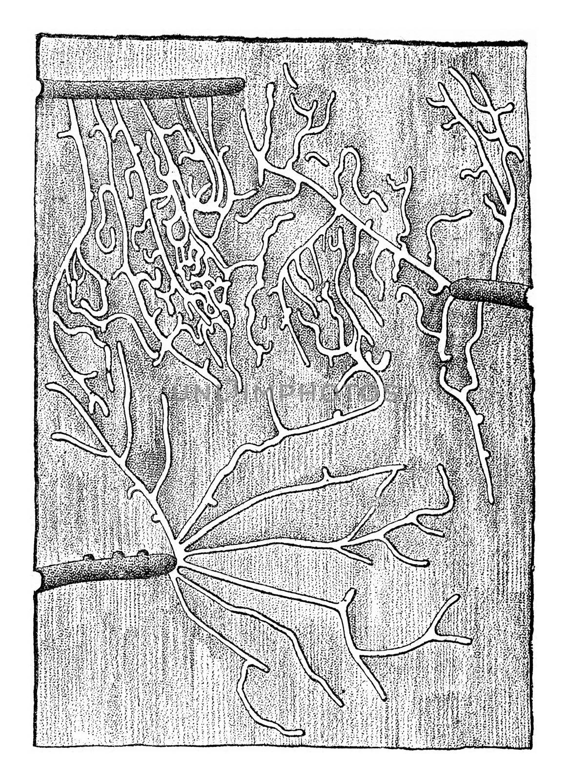 Larval galleries Tomicus pusillus, under the bark of pine, vinta by Morphart