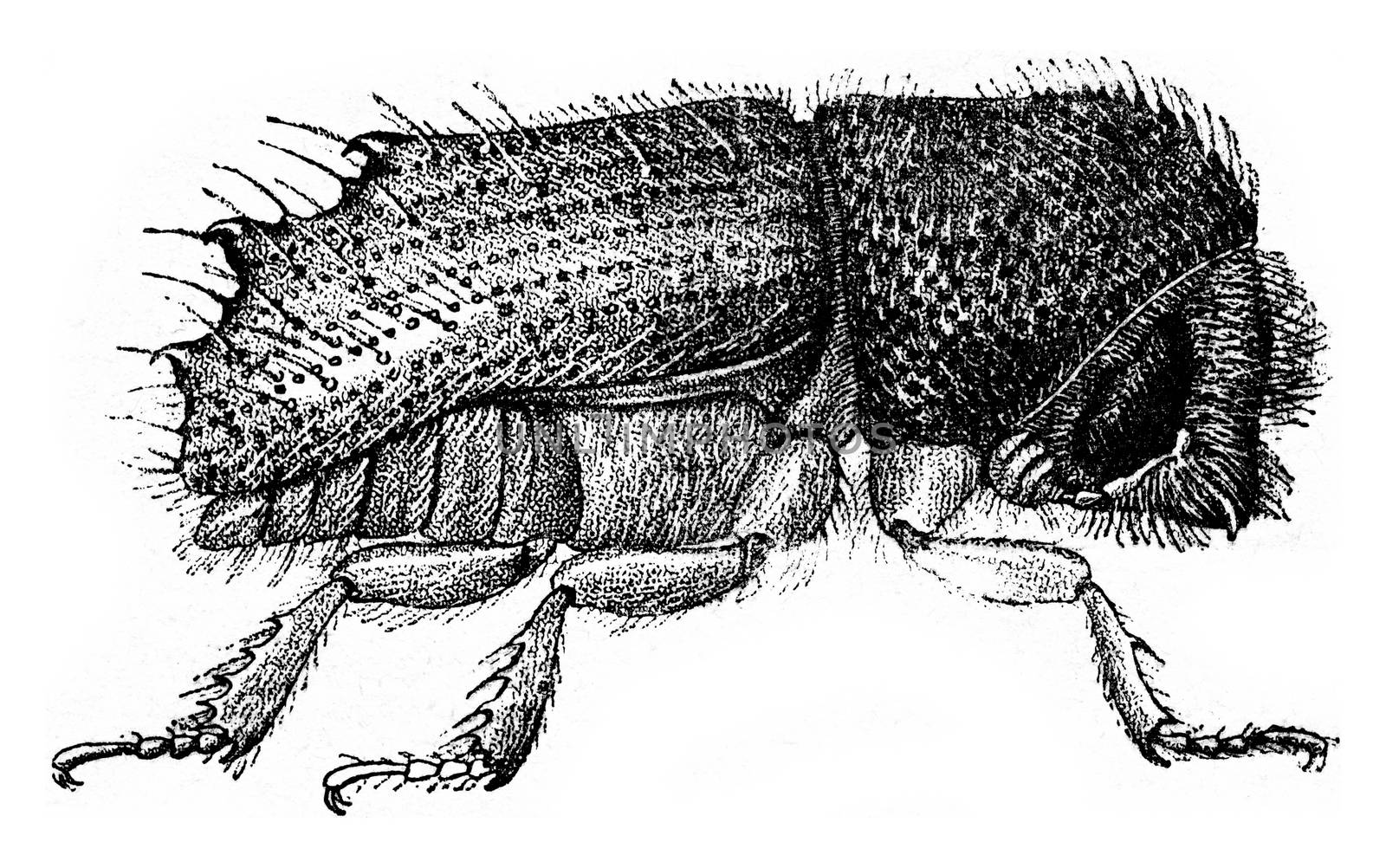 Tomicus chalcographus, vintage engraving. by Morphart