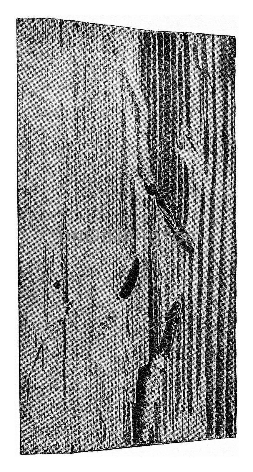 Fragment of a wooden throne of spruce age of about sixty, vintage engraved illustration.
