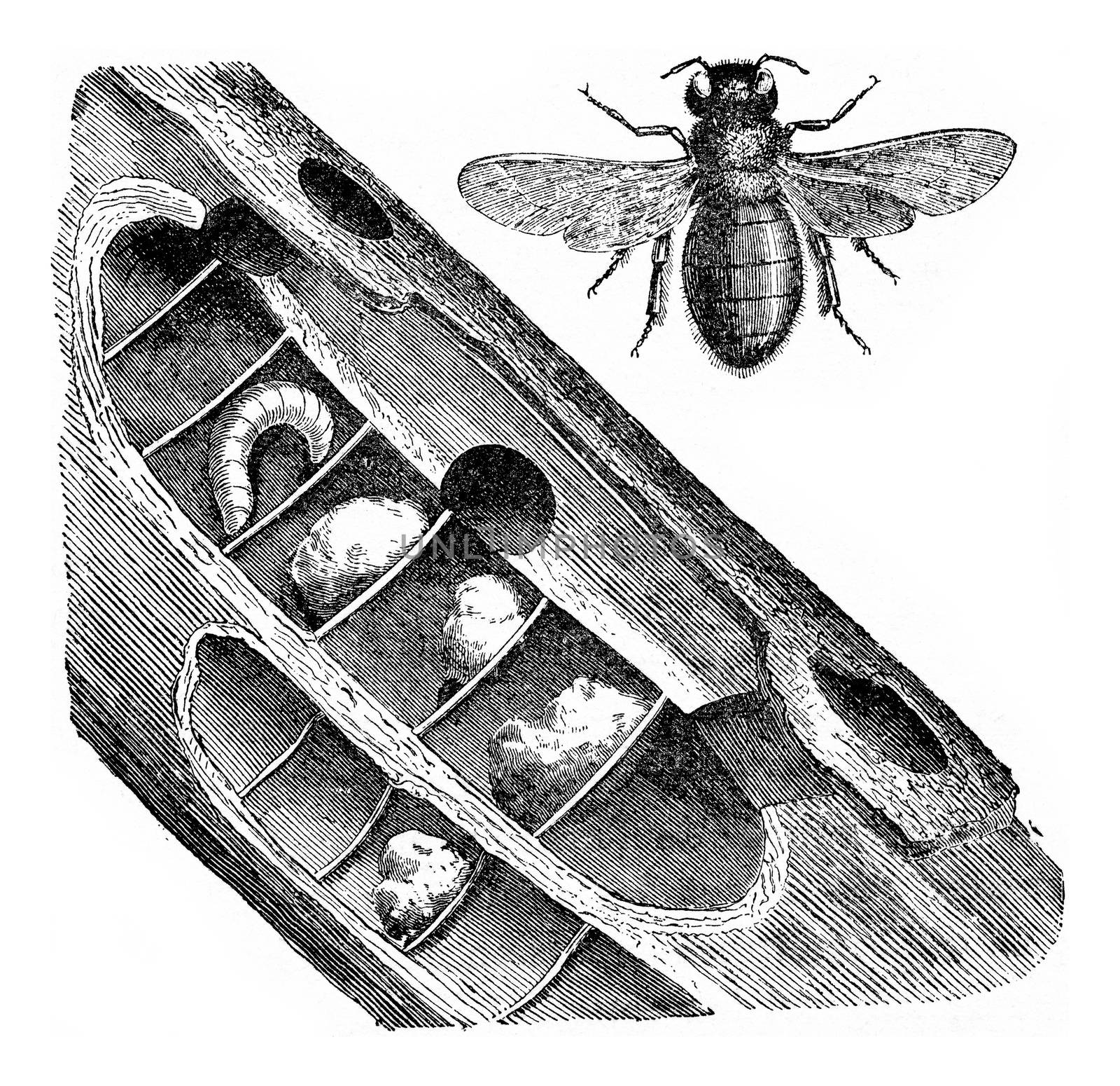 Xylocopa violocopa, vintage engraved illustration.
