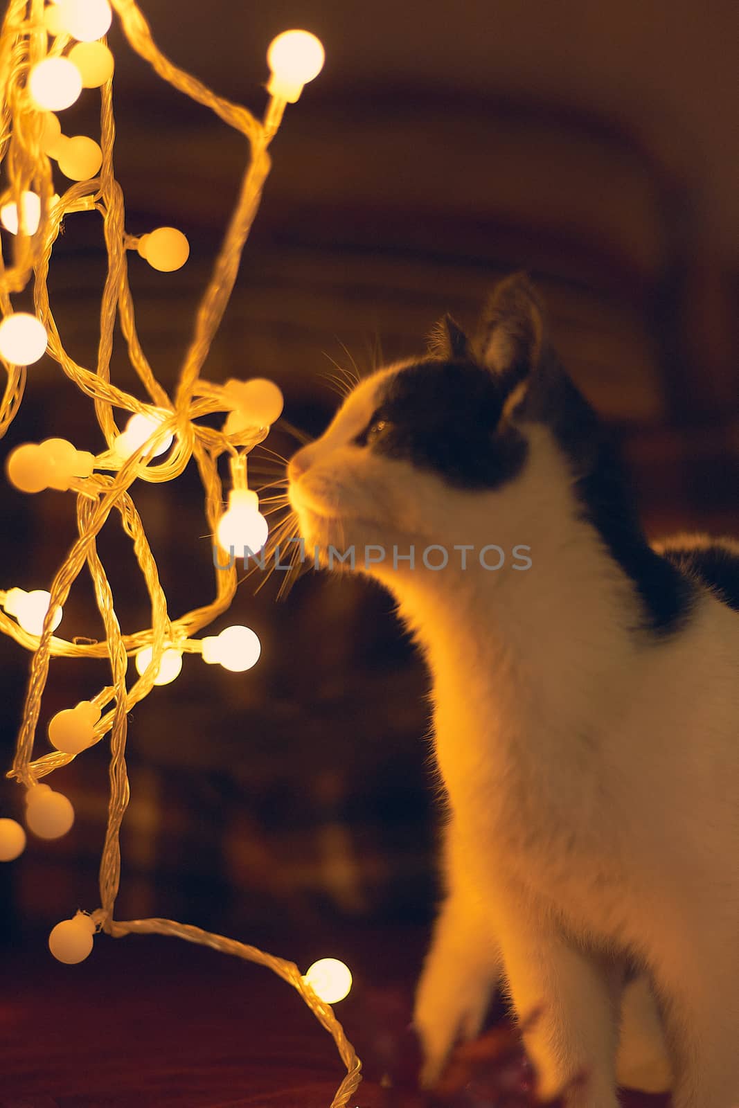 Christmas spheres and lights in dark tones and cat