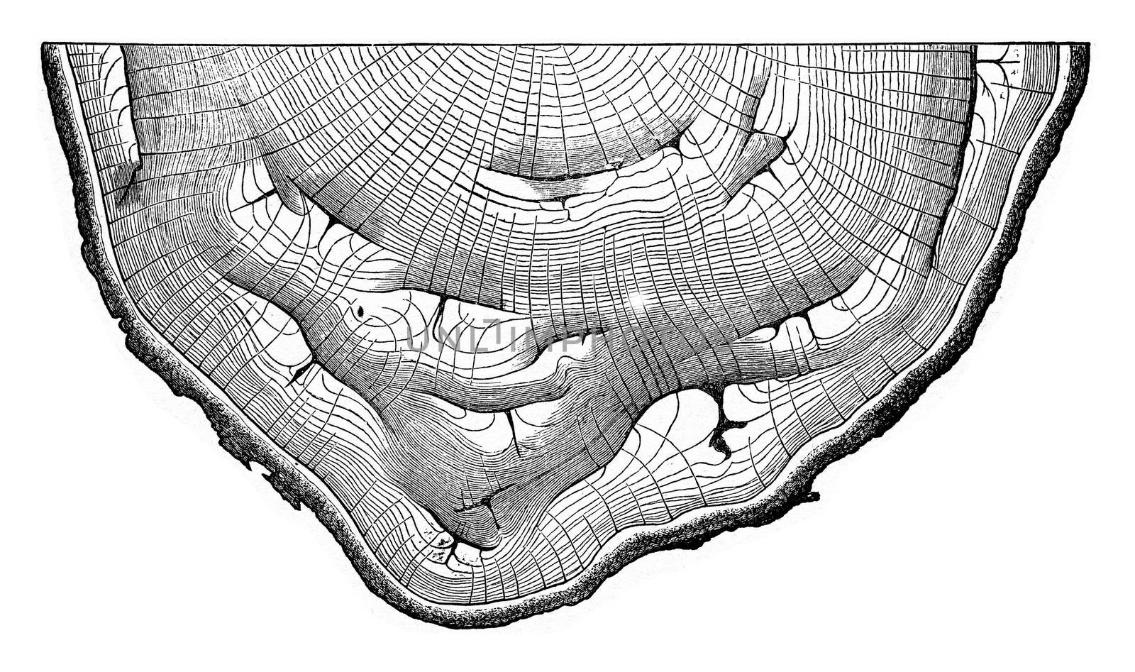 Cross section of an oak trunk presenting many slots due to sunbu by Morphart