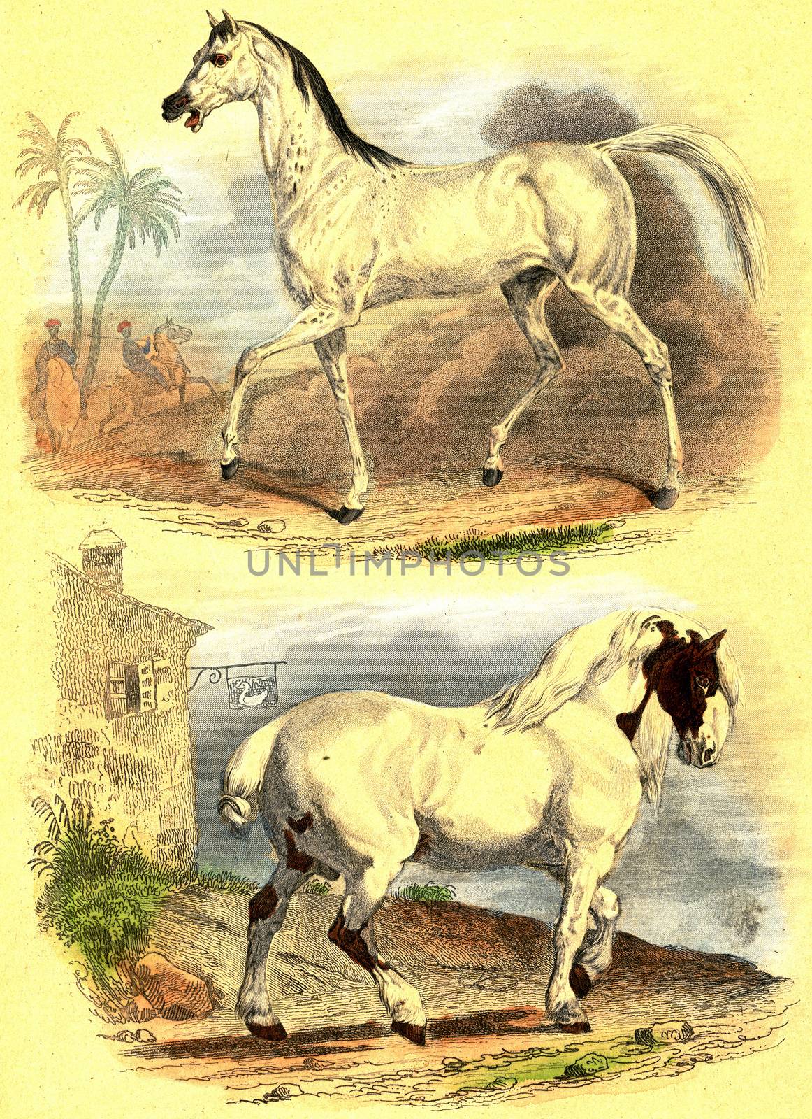 Horse beard, Horse Normandy, vintage engraving. by Morphart