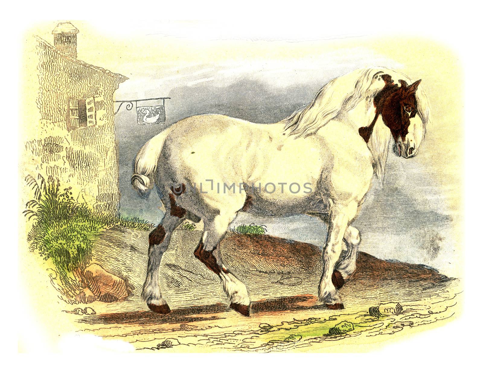 Horse Normandy, vintage engraving. by Morphart