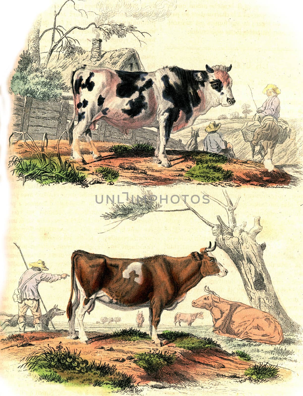 The bull, The cow, vintage engraved illustration. From Buffon Complete Work.
