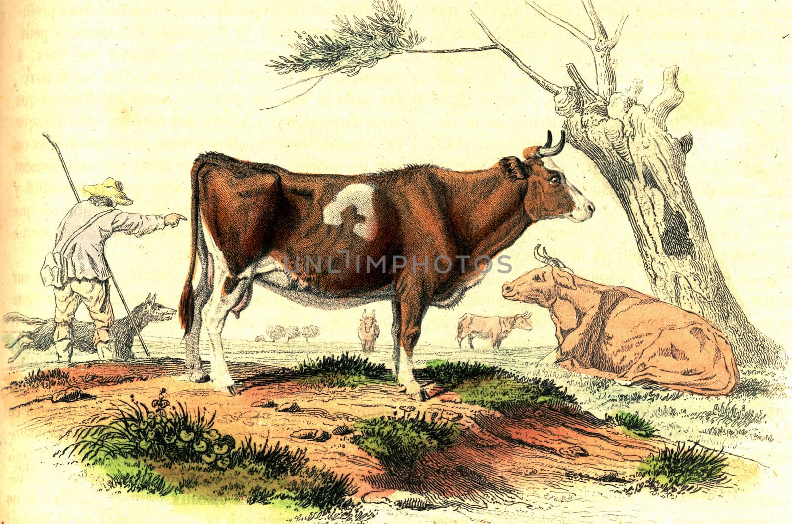The cow, vintage engraving. by Morphart