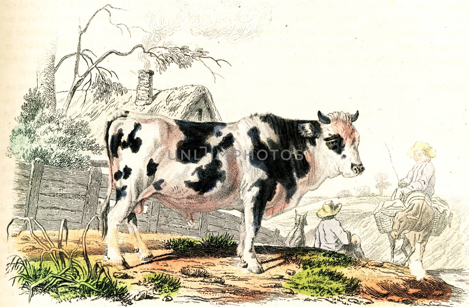 The bull, vintage engraving. by Morphart