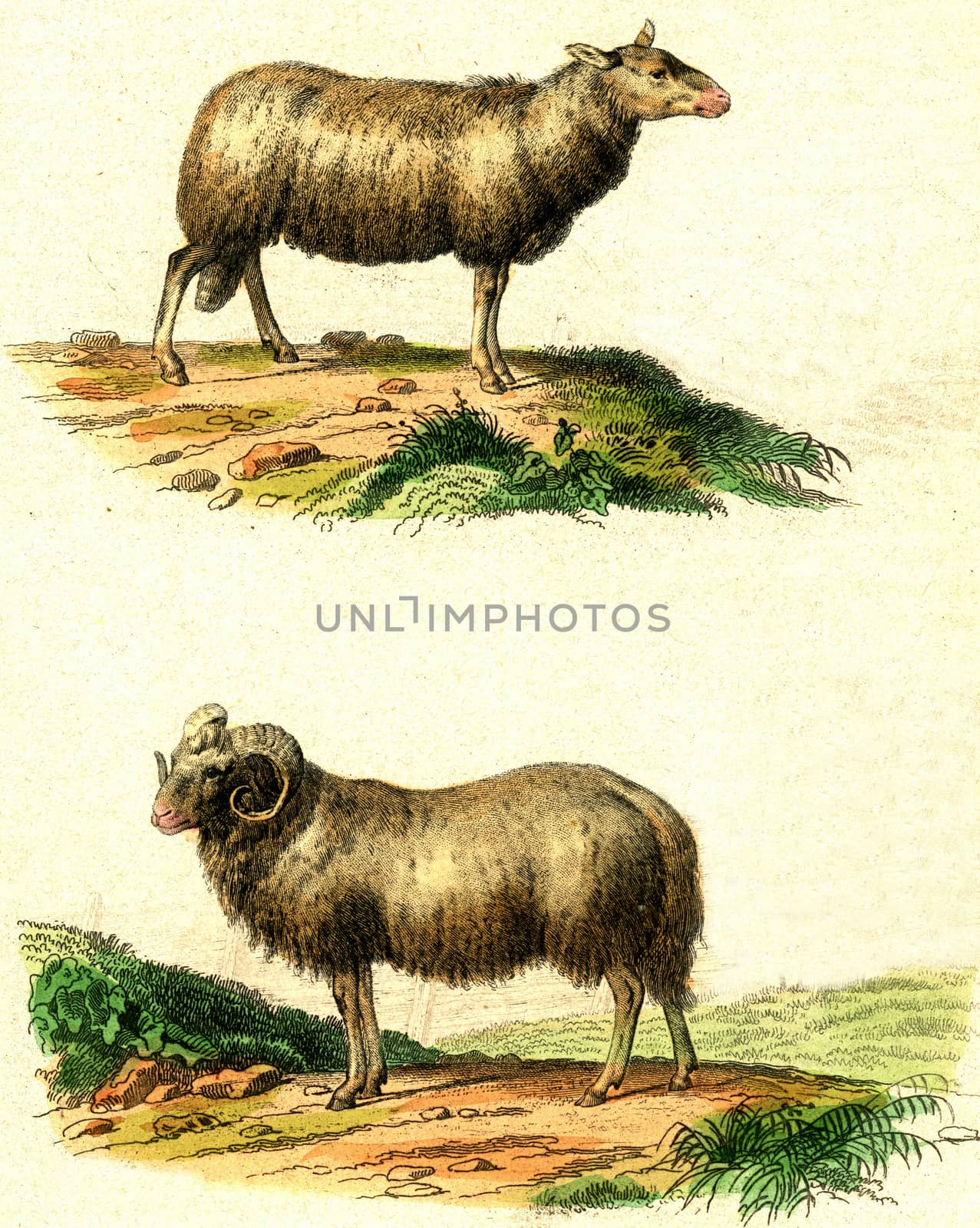 The sheep, The ram, vintage engraving. by Morphart