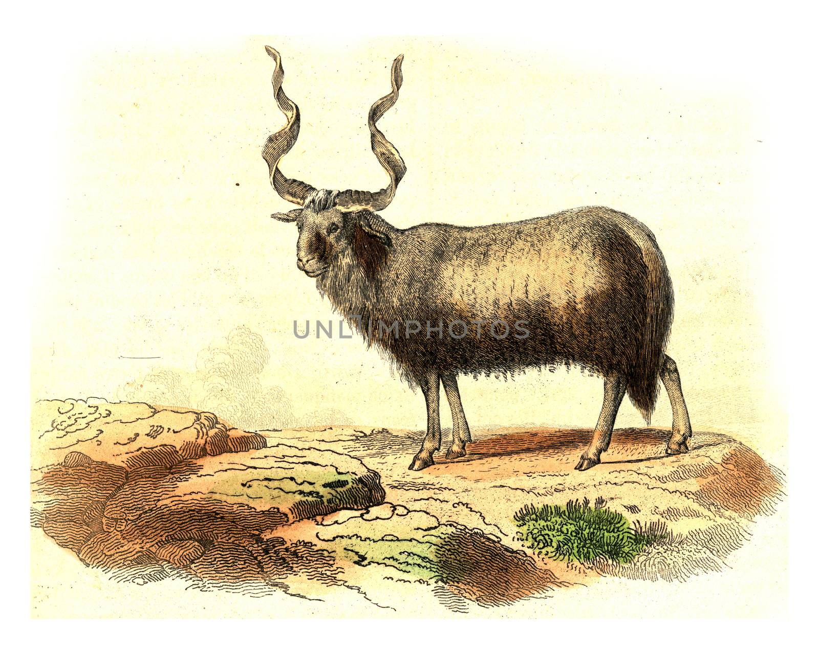 Aries of Walachia, vintage engraved illustration. From Buffon Complete Work.
