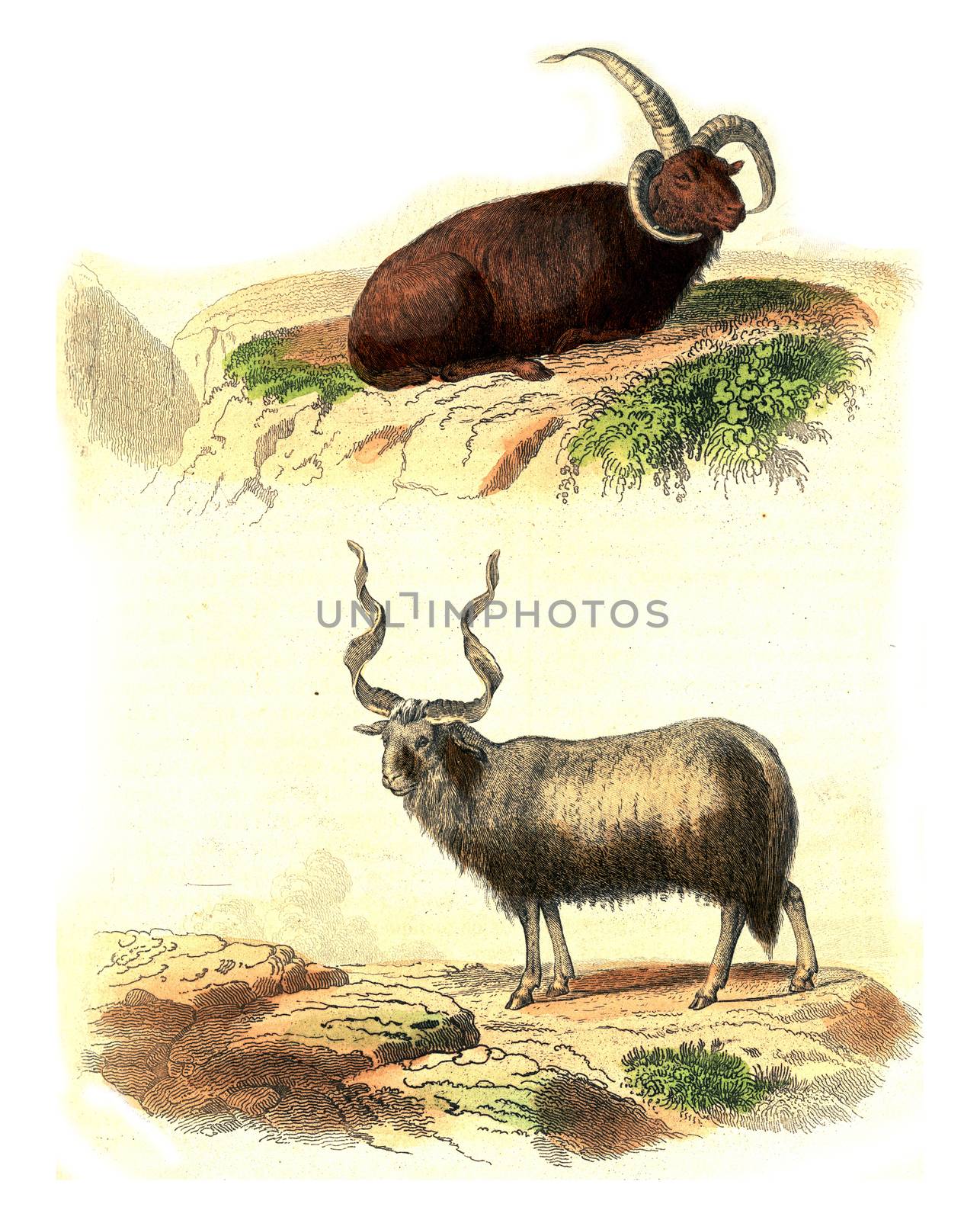 Aries of Iceland, Aries of Walachia, vintage engraved illustration. From Buffon Complete Work.

