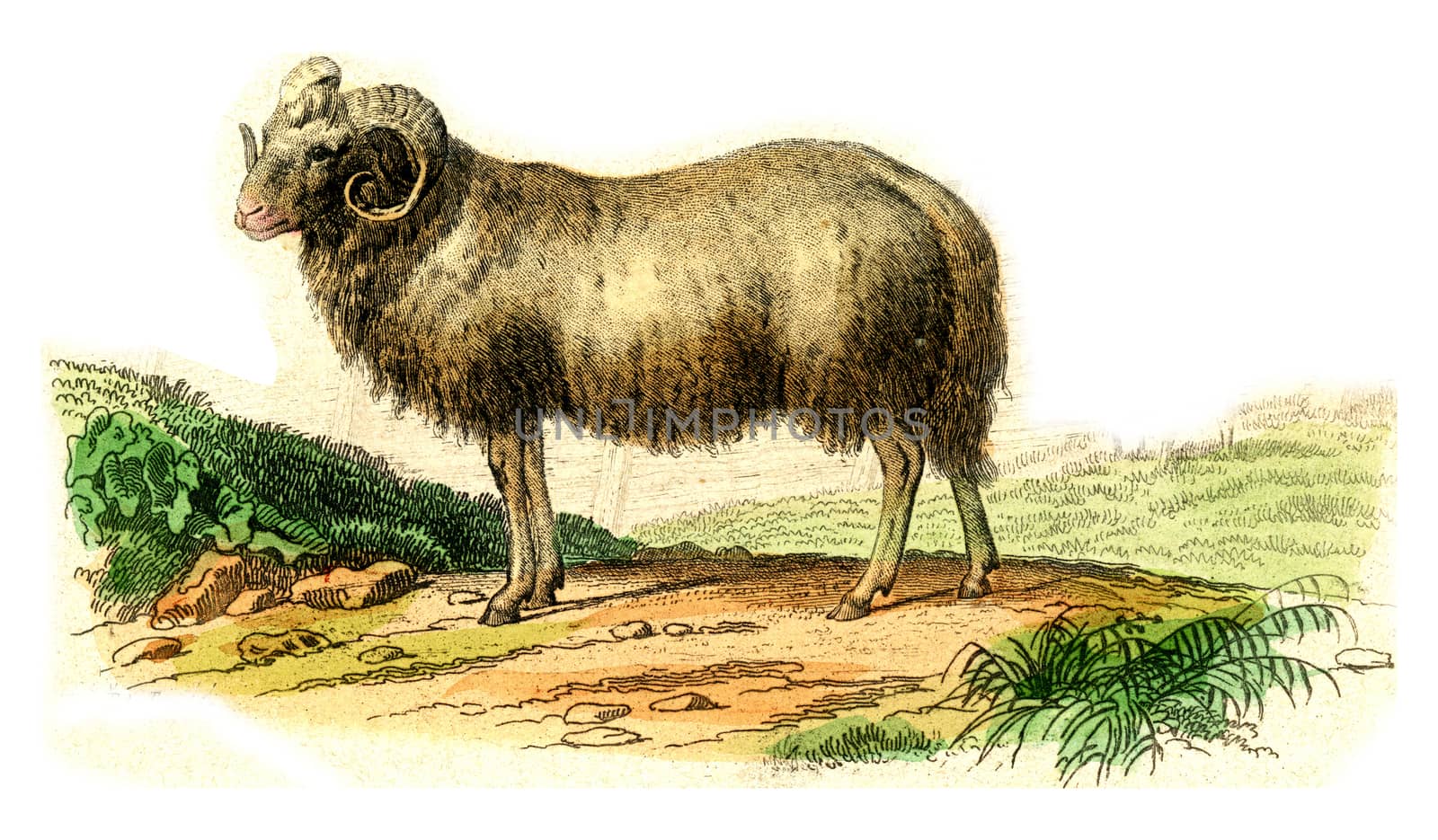 The ram, vintage engraved illustration. From Buffon Complete Work.
