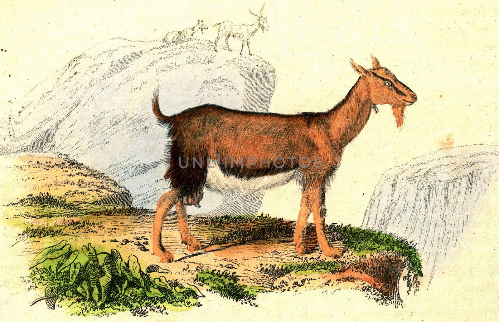 The goat, vintage engraving by Morphart