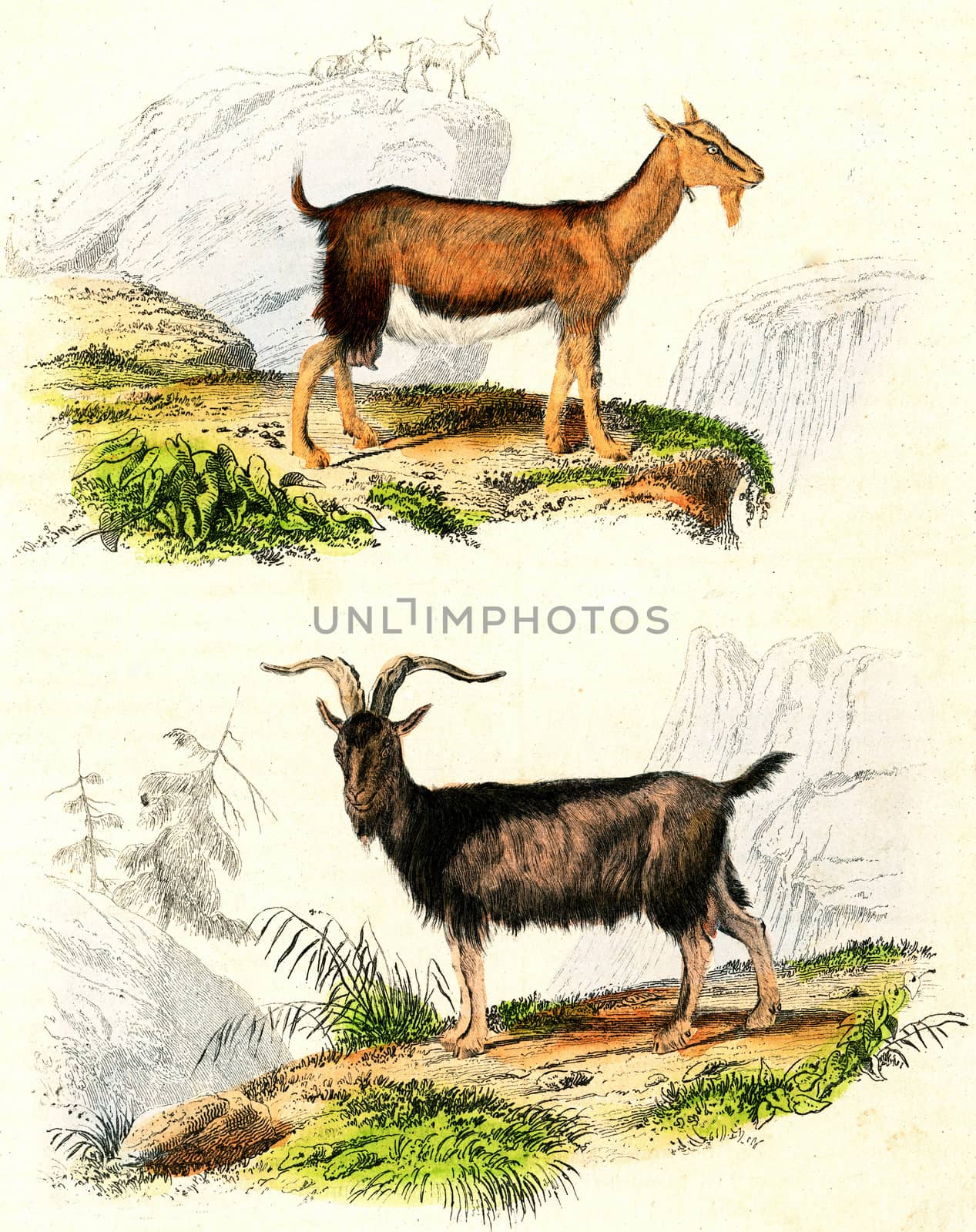 The goat, vintage engraving by Morphart