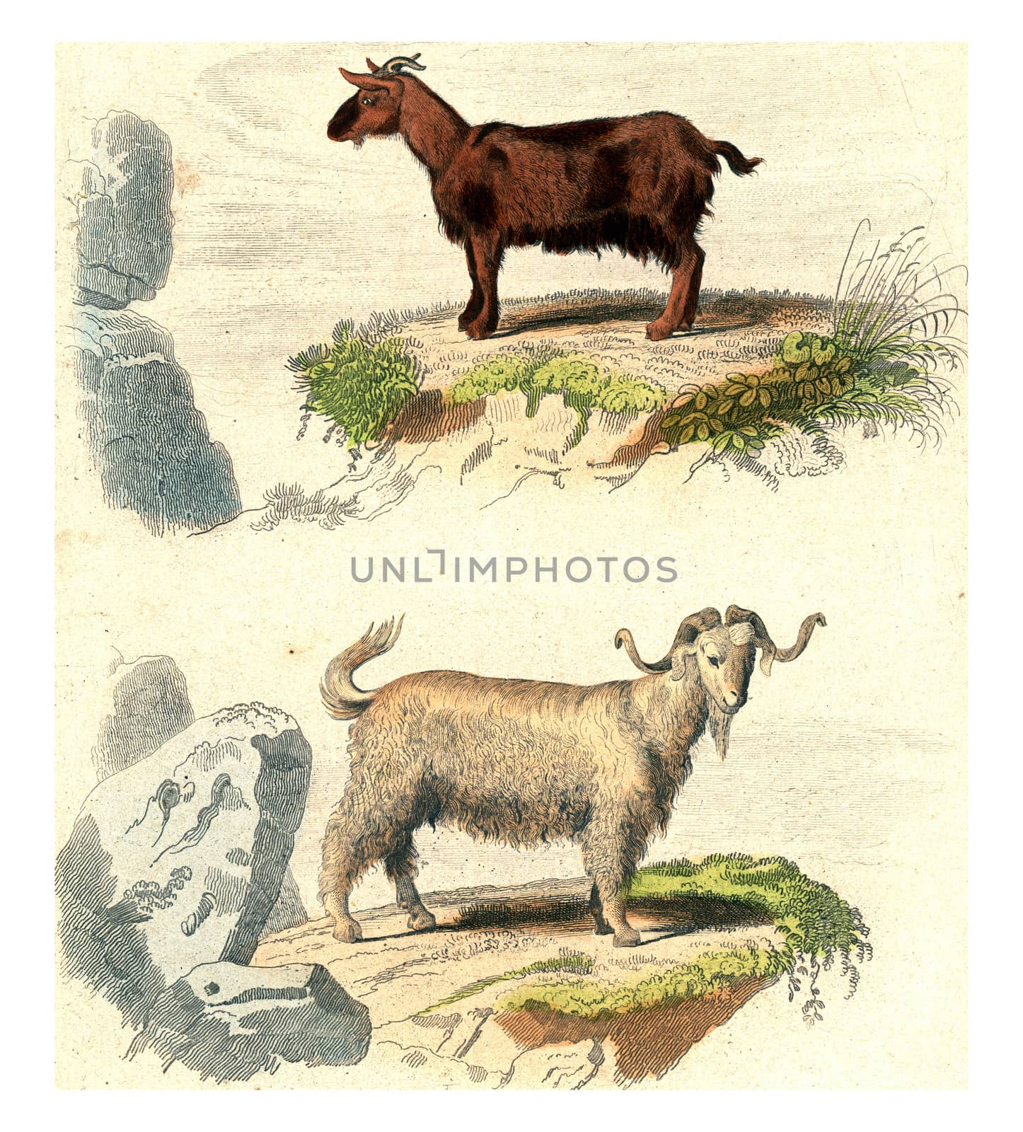 Goat of Judah, Goat of Syria, vintage engraved illustration. From Buffon Complete Work.
