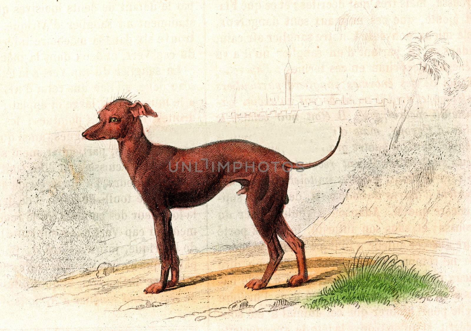 Turkish Dog, vintage engraved illustration. From Buffon Complete Work.
