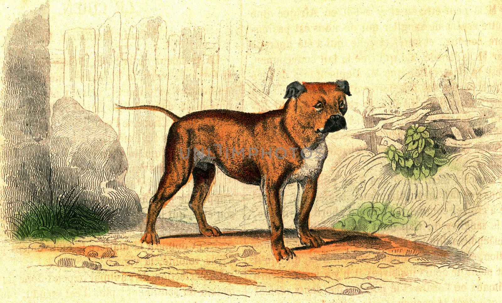 The Mastiff, vintage engraving. by Morphart