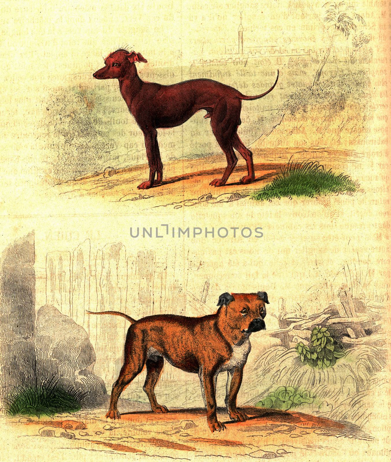 Turkish Dog, The Mastiff, vintage engraving. by Morphart