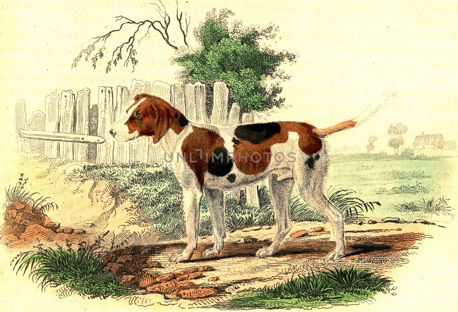 The Common Dog, vintage engraving. by Morphart