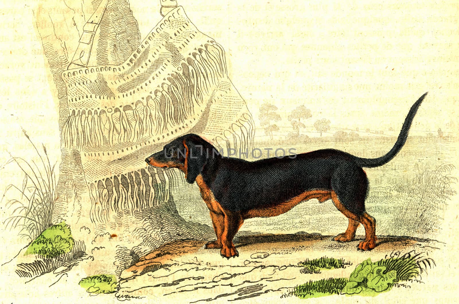 Basset with torso legs, vintage engraving. by Morphart