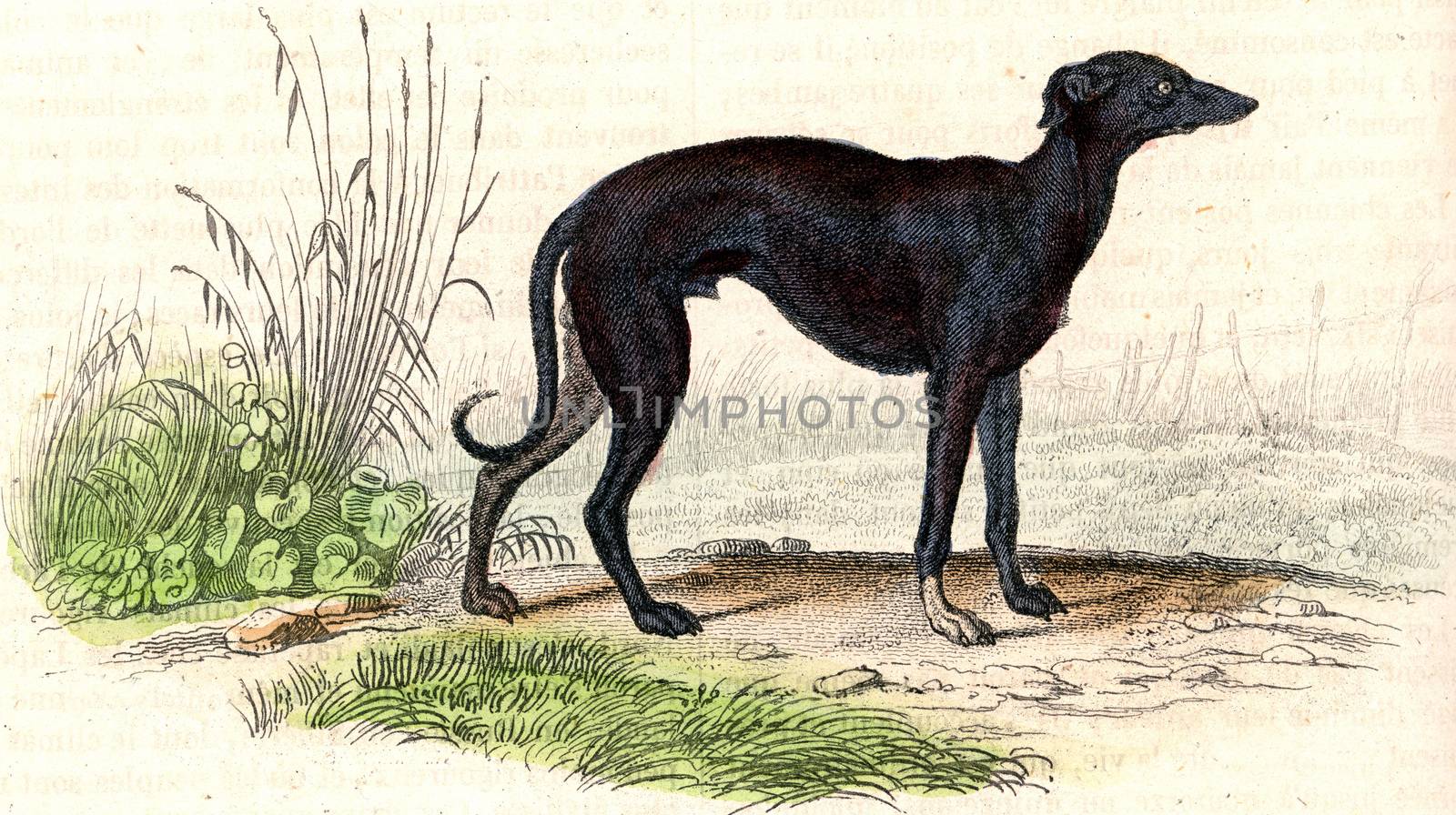 The Greyhound, vintage engraving. by Morphart