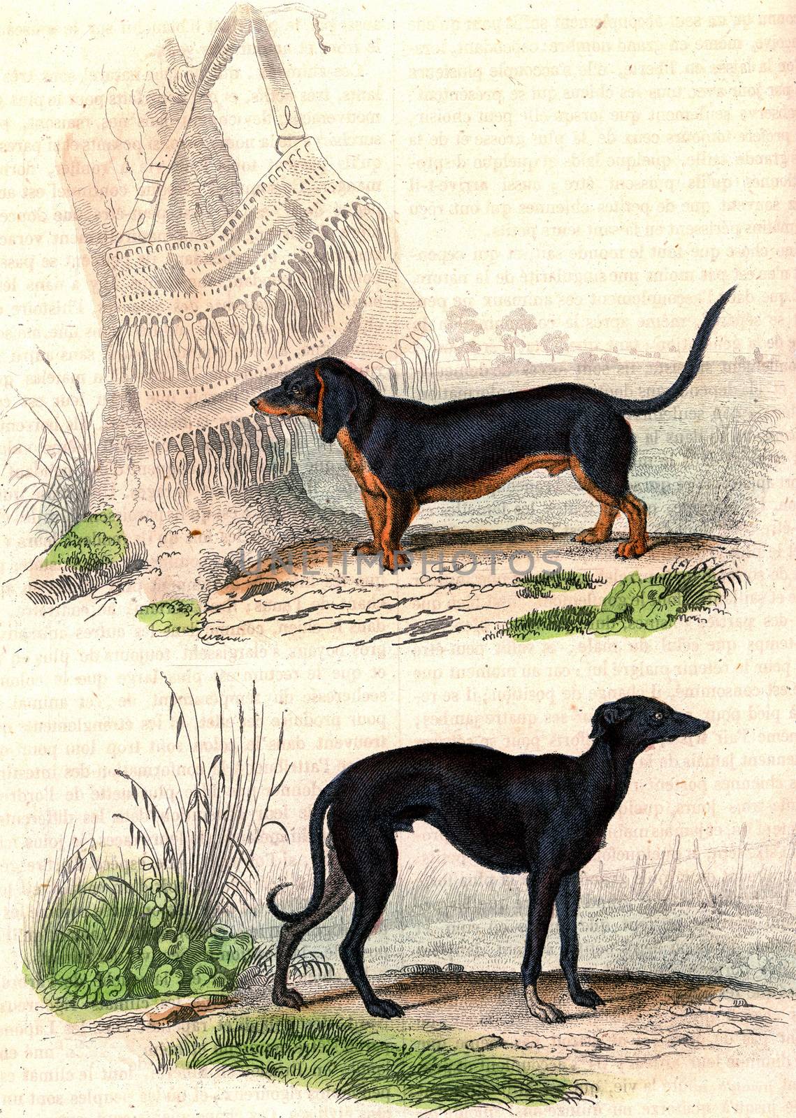 Basset with torso legs, The Greyhound, vintage engraved illustration. From Buffon Complete Work.
