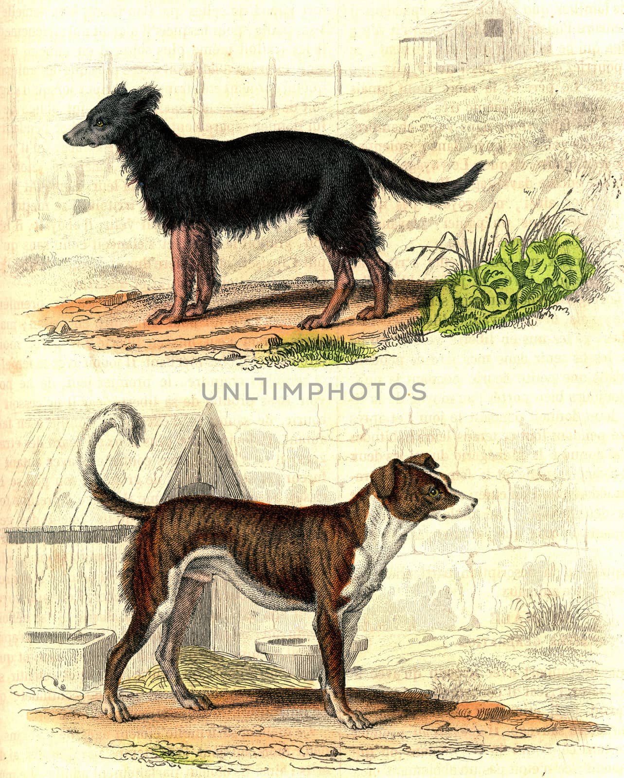 The Shepherd Dog, Watchdog, vintage engraving. by Morphart