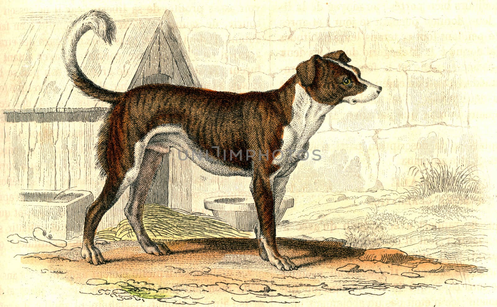 Watchdog, vintage engraved illustration. From Buffon Complete Work.
