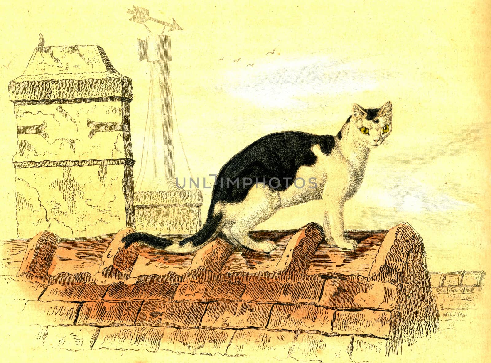 Domestic cat, vintage engraving. by Morphart