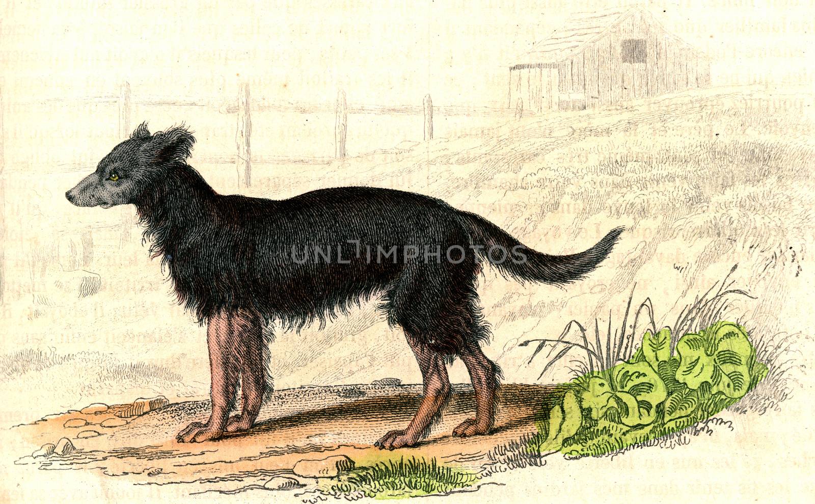 The Shepherd Dog, vintage engraving. by Morphart