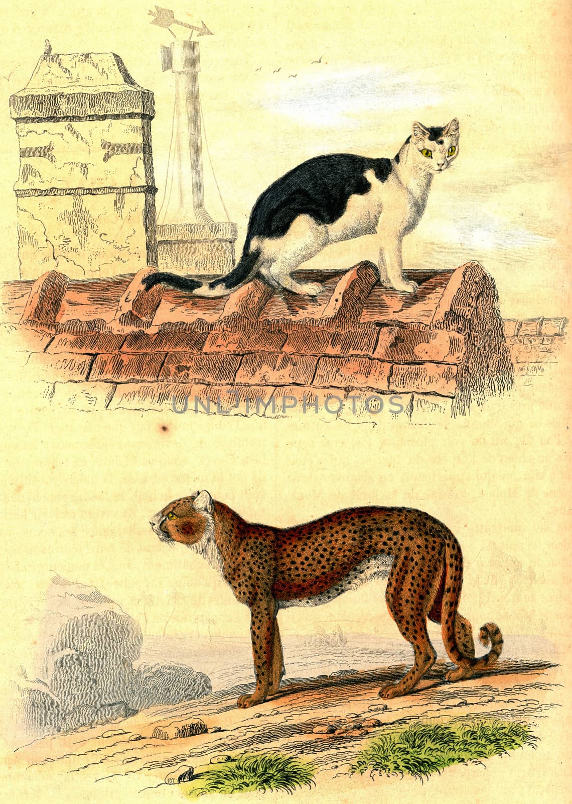 Domestic cat, Cheetah, vintage engraving. by Morphart
