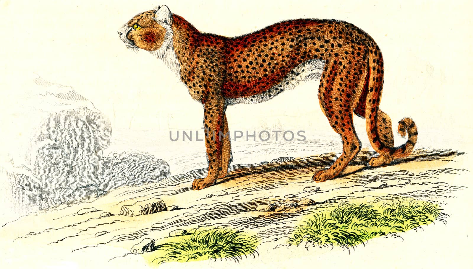 Cheetah, vintage engraving. by Morphart