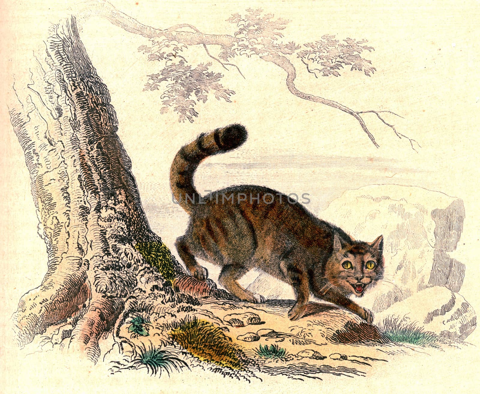 The Wild Cat, vintage engraving. by Morphart