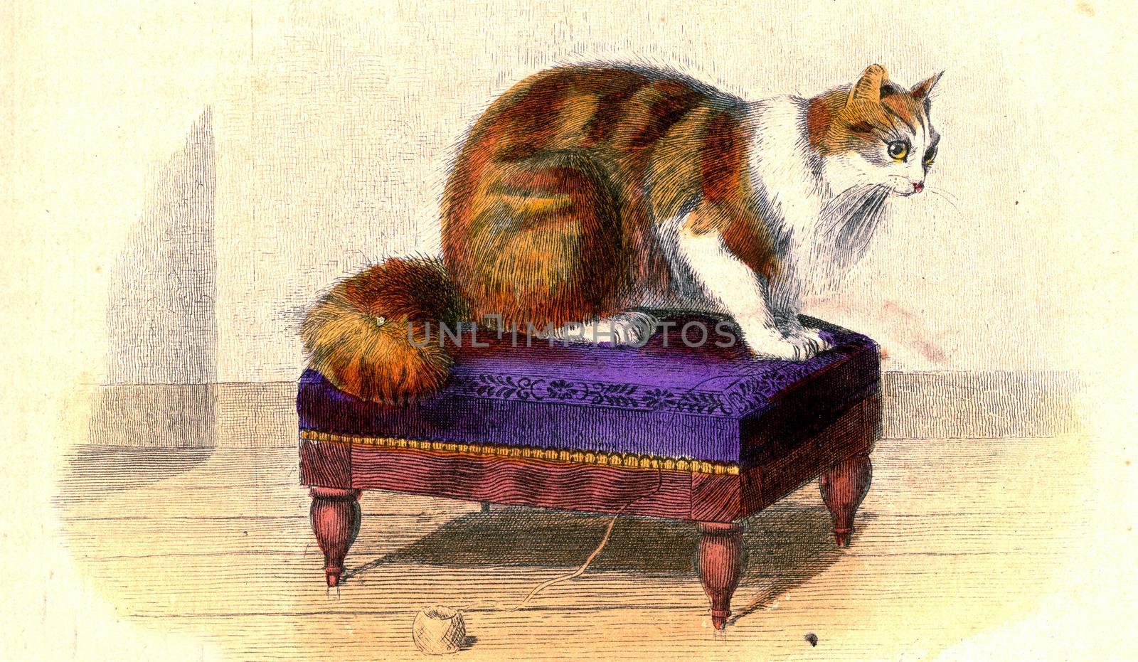 The Angora Cat, vintage engraving. by Morphart