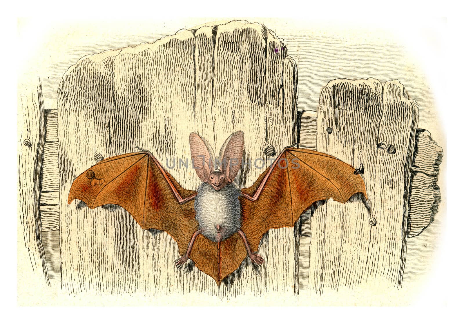 The eared bat, vintage engraving. by Morphart