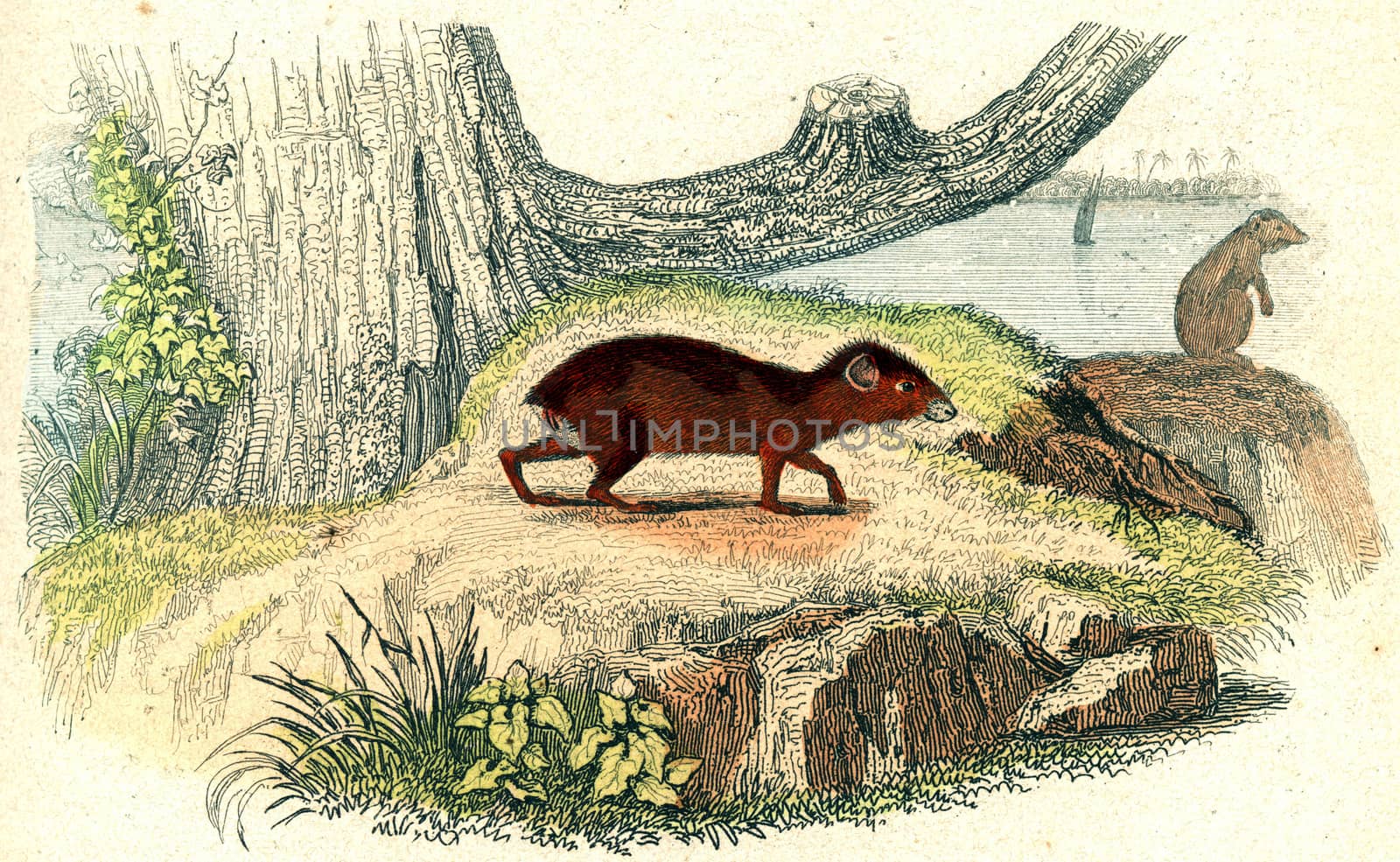 The agouti, vintage engraving. by Morphart