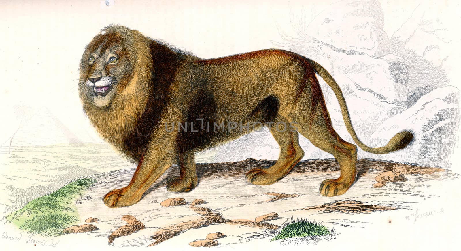 Lion, vintage engraving. by Morphart