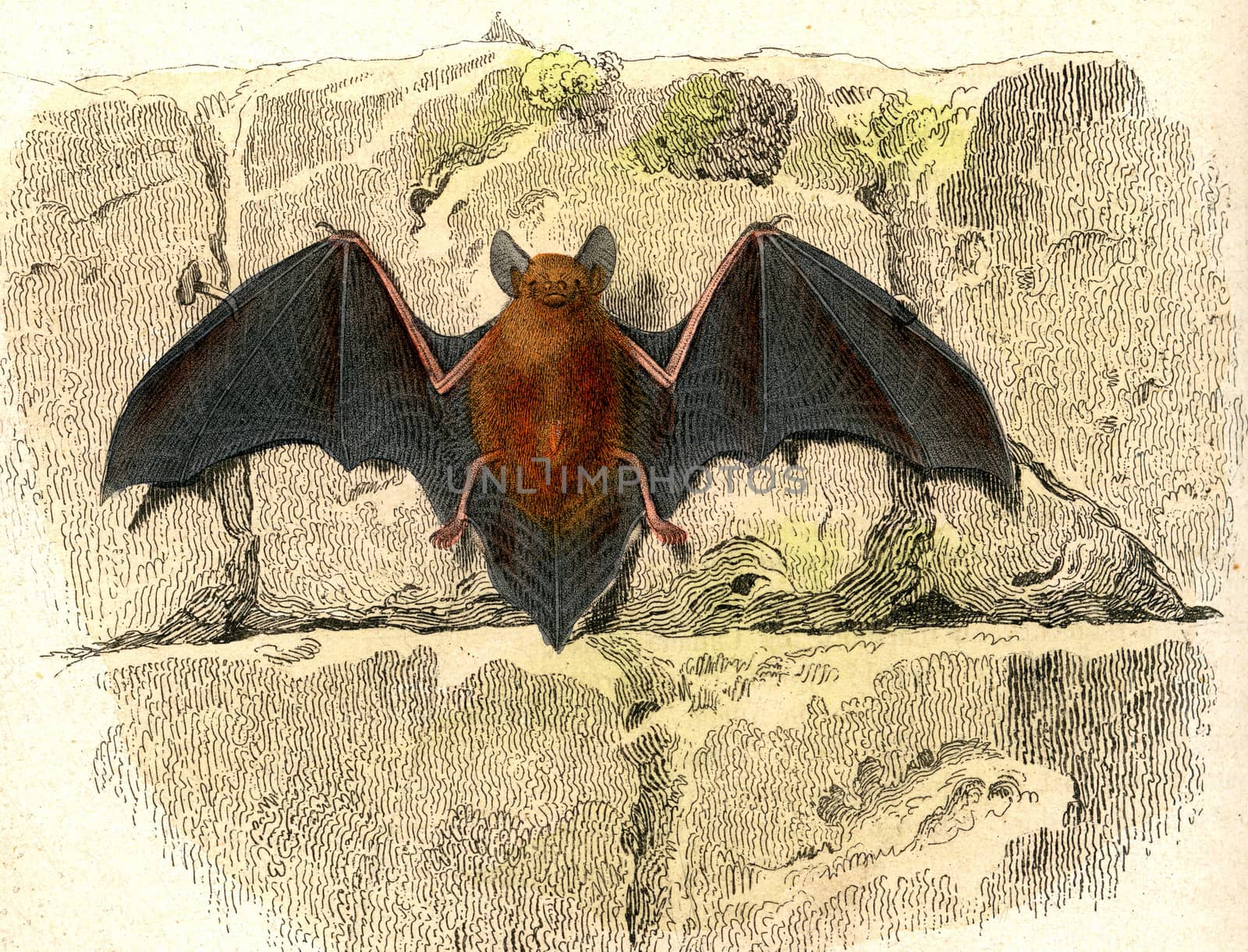 The bat, vintage engraved illustration. From Buffon Complete Work.
