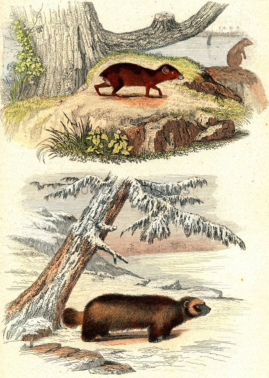 The agouti, The Wolverine, vintage engraving. by Morphart