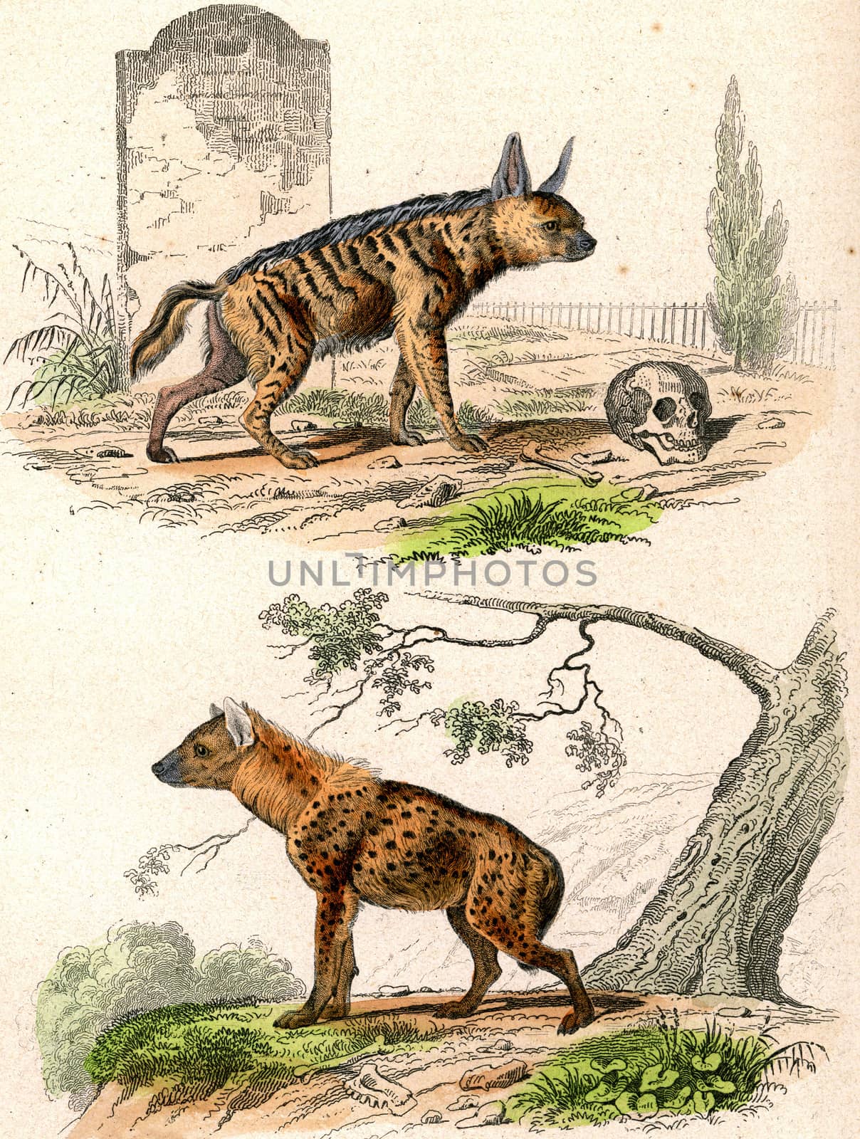 The Striped Hyena, The Spotted Hyena, vintage engraving. by Morphart