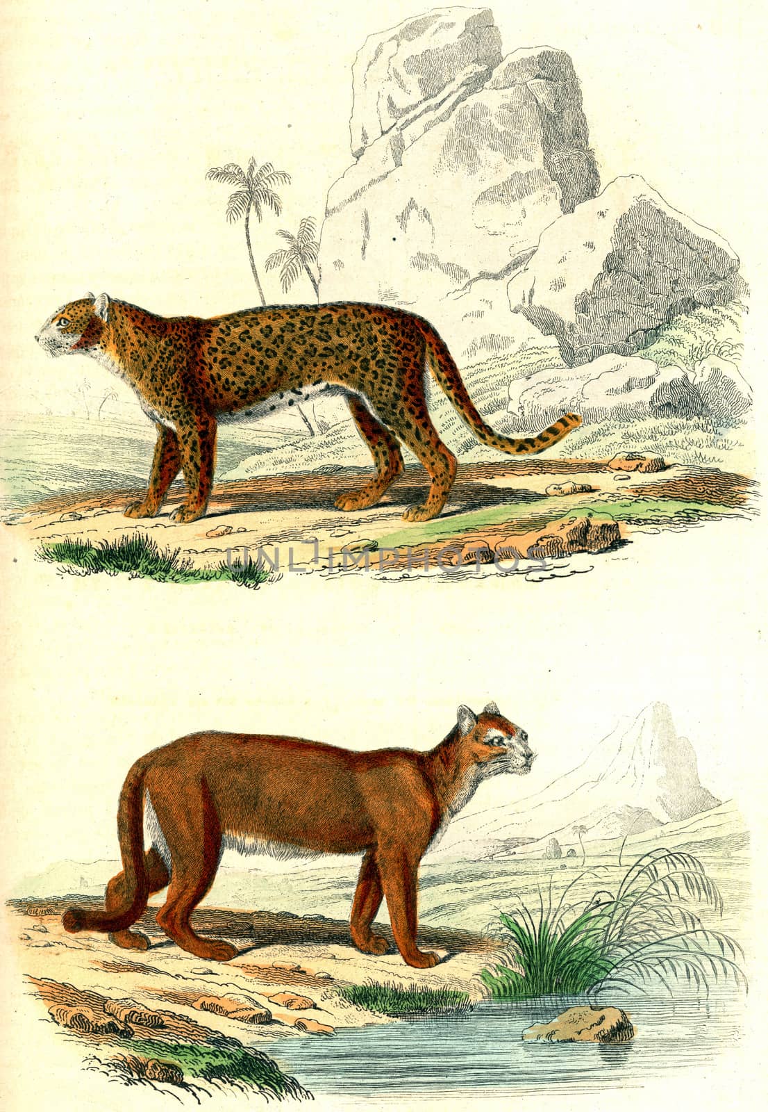 The Panther, The Unknown Cougar, vintage engraving. by Morphart