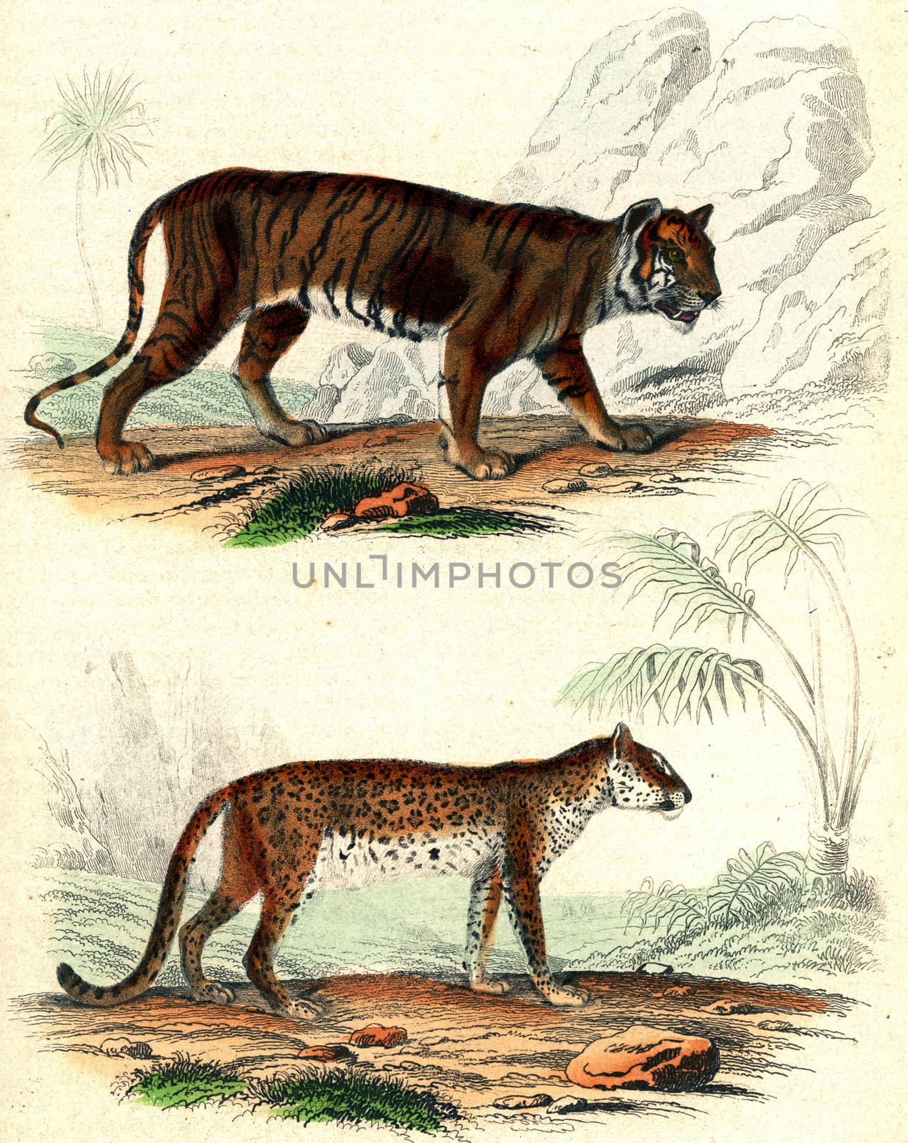 The Tiger, The Leopard, vintage engraved illustration. From Buffon Complete Work.

