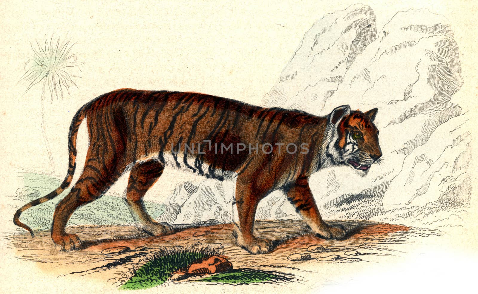 The Tiger, vintage engraving. by Morphart