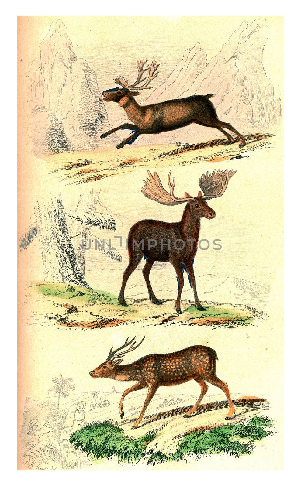 Reindeer, The Moose, The Axis, vintage engraved illustration. From Buffon Complete Work.
