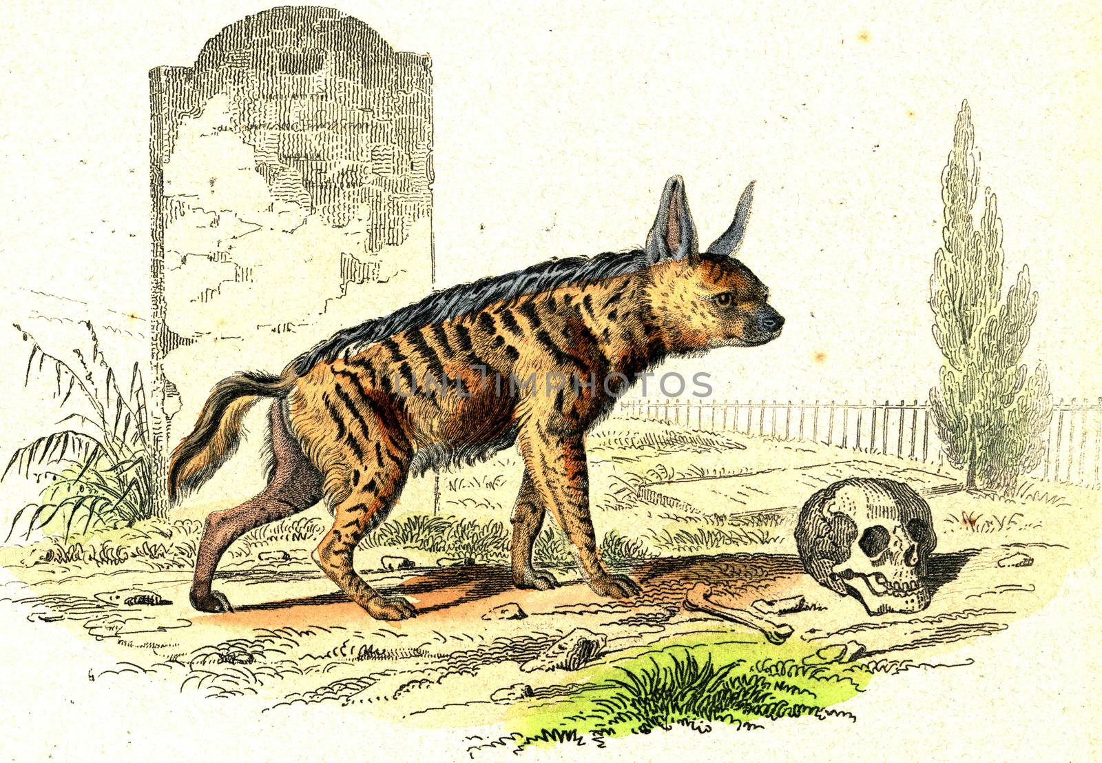 The Striped Hyena, vintage engraved illustration. From Buffon Complete Work.
